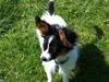 Papillon Springfield Cing Lobo