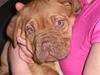 Dogue de bordeaux Oscar
