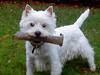 West highland white terrier Westpoint's Bacchus (Walther)