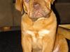Dogue de bordeaux Nala