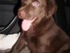 Labrador retriever Nellie<3.