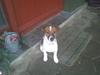 Dansk svensk gaardhund Rocco