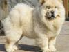 Chow chow Rossy Robinson