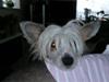 Chinese crested hårløs Kwan-foo-sun (Footie) [Tidl. hund]