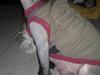 Chinese crested hårløs Rivahnna-sub-o divo(divo)