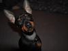 Dvaergpinscher ZENZO