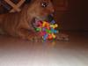 Staffordshire bull terrier Eigil 