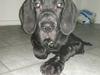 Grand danois Ludvig [Tidl. hund]