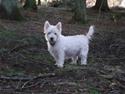 West highland white terrier Isac aka Banditten