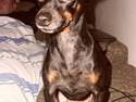 Dvaergpinscher Micky