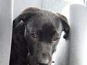 Labrador retriever Trille