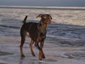 Dobermann Benji