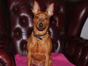 Dvaergpinscher chico