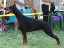 Dobermann Lola di Altobello