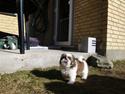 Shih tzu Bea aka Duracell, Bor hos min datter nu