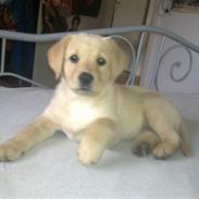 Labrador retriever Malou