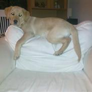 Labrador retriever Malou