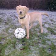 Labrador retriever Malou