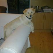 Labrador retriever Malou