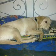 Labrador retriever Malou