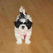 Shih tzu Bella