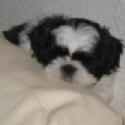 Shih tzu Bella