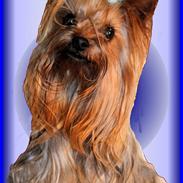 Yorkshire terrier Charli