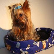 Yorkshire terrier Charli