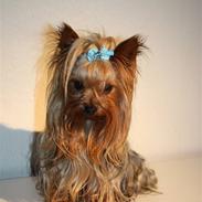 Yorkshire terrier Charli