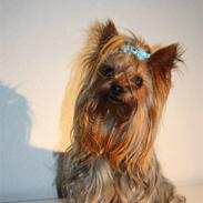 Yorkshire terrier Charli
