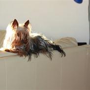 Yorkshire terrier Charli