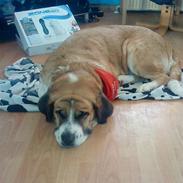 Sankt bernhardshund emma