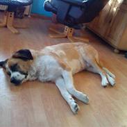 Sankt bernhardshund emma