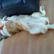 Sankt bernhardshund emma