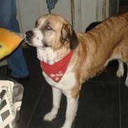 Sankt bernhardshund emma