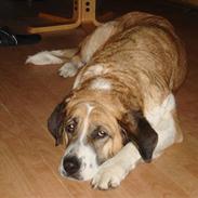 Sankt bernhardshund emma