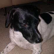 Blanding af racer Freja