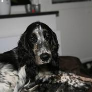 Cocker spaniel Oscar