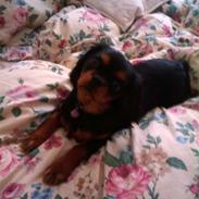 Cavalier king charles spaniel Bella