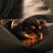 Cavalier king charles spaniel Bella