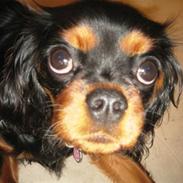 Cavalier king charles spaniel Bella