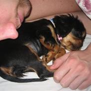 Cavalier king charles spaniel Bella