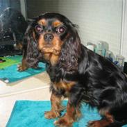 Cavalier king charles spaniel Bella
