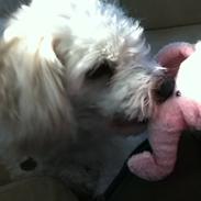 Coton de tulear Buster