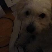 Coton de tulear Buster