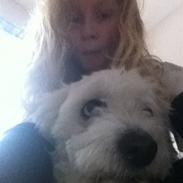 Coton de tulear Buster