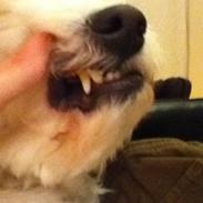 Coton de tulear Buster