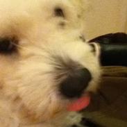 Coton de tulear Buster