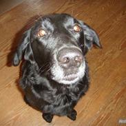 Labrador retriever sita AFLIVET ! :`(