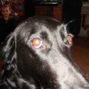 Labrador retriever sita AFLIVET ! :`(